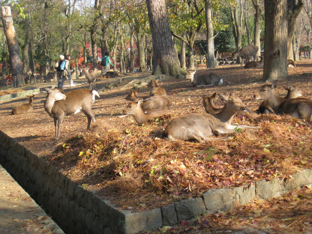 2009.02.16 일본 오사카